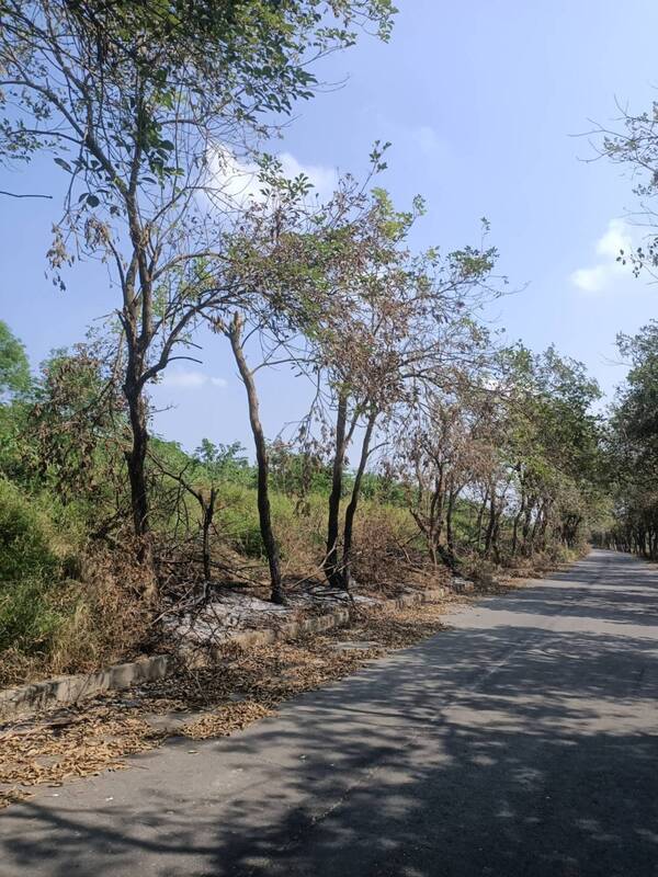 嘉縣太保黃花風鈴木遭縱火 整排樹幹根部燒焦