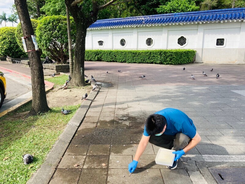 北市採檢禽鳥熱點 未驗出高病原性禽流感病毒