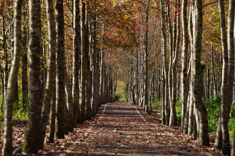 花蓮大農大富賞楓季 邀民眾感受平森之美