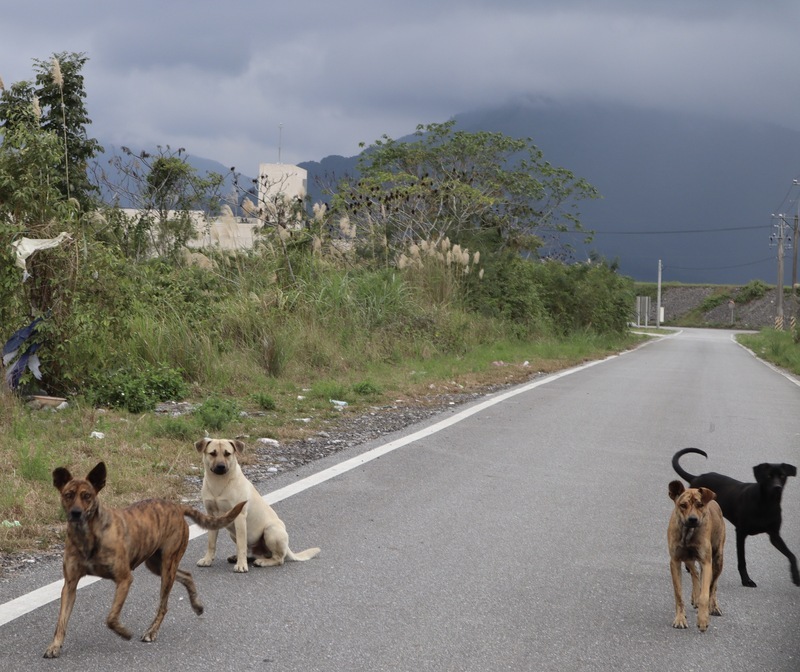 因地制宜重視動物保護 花蓮縣動保自治條例公布