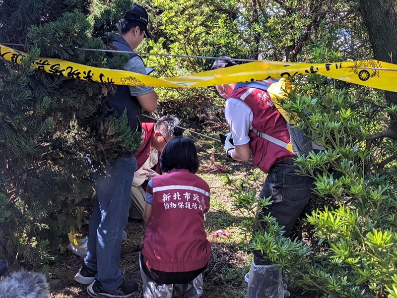 新北疑山羌遭虐殺 動保處送驗警調閱監視器緝凶