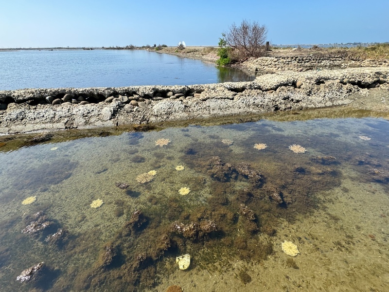 倒立水母外觀盛開像粉紅色花朵 罕見現蹤台南鹽田
