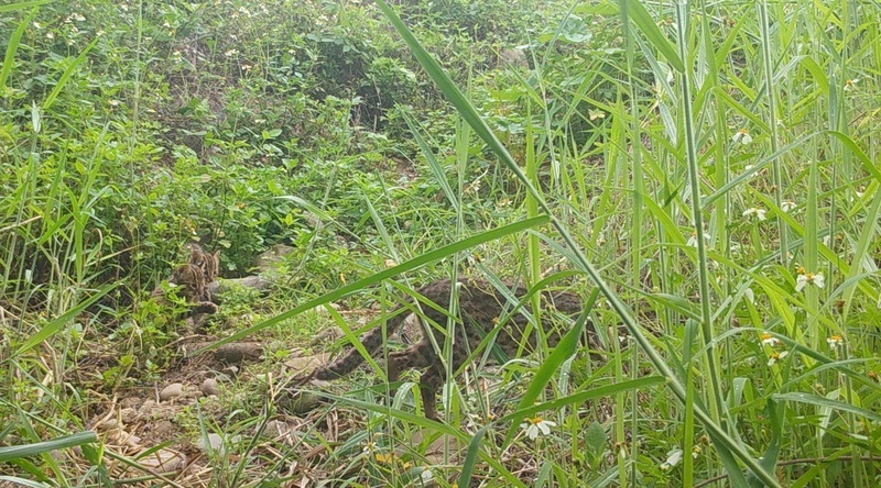 石虎白鼻心現蹤 南投貓羅溪河灘造林有成