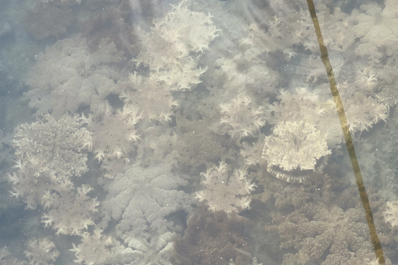 台南青山漁港出現大量倒立水母 民眾直呼驚奇