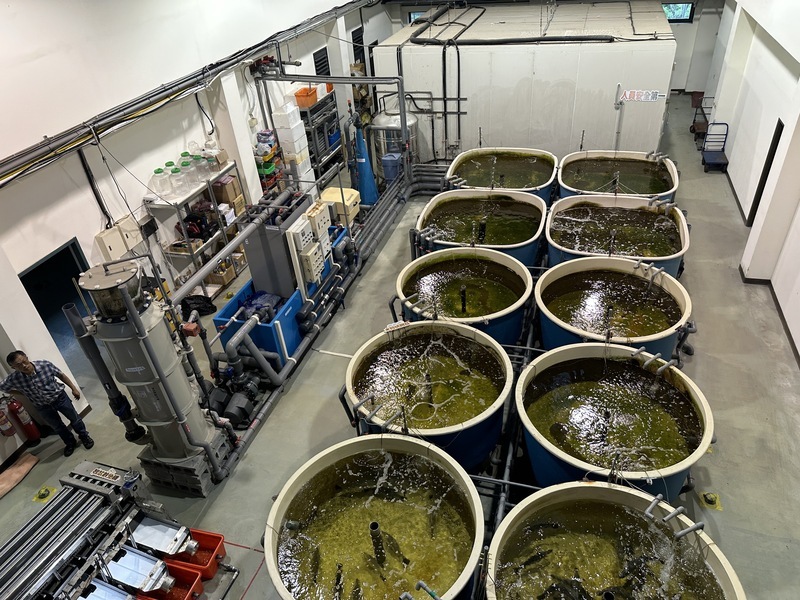 科技養殖不怕數魚老師傅凋零 營收3倍跳拚2025年IPO