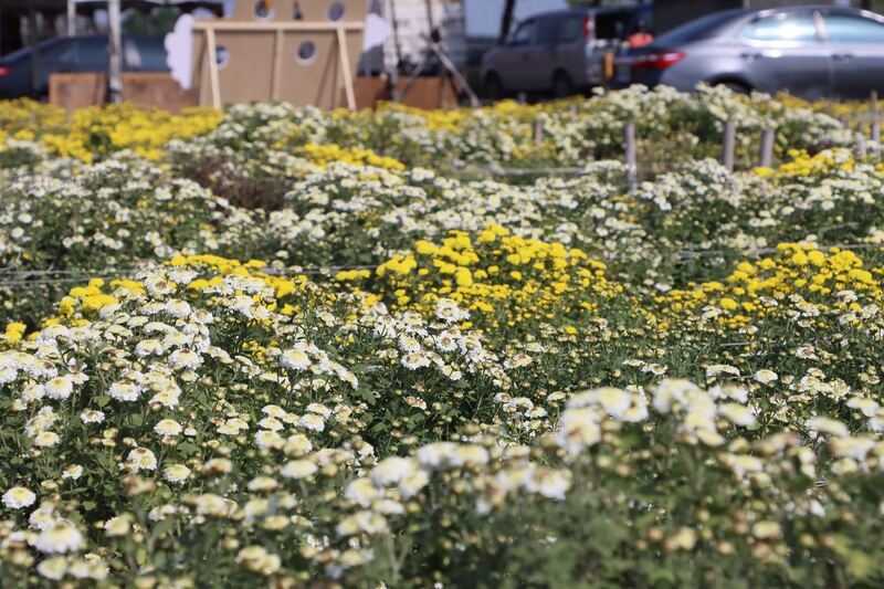 苗栗銅鑼杭菊節將登場 季節限定黃白花毯迎賓