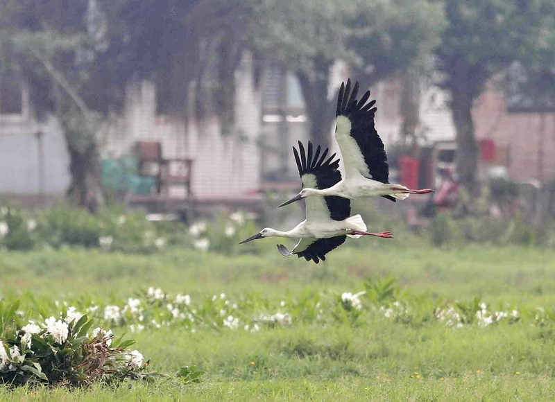 瀕危東方白鸛A20重返金山濕地 2隻小天鵝作伴