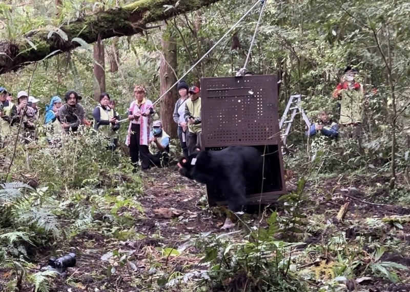 花蓮卓溪黑熊Da qu-ali傷癒野放 族人祈福送返山林