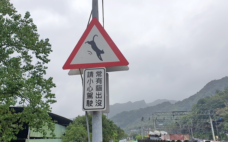 「常有貓出沒」路標引議 新北：友善動物防路殺
