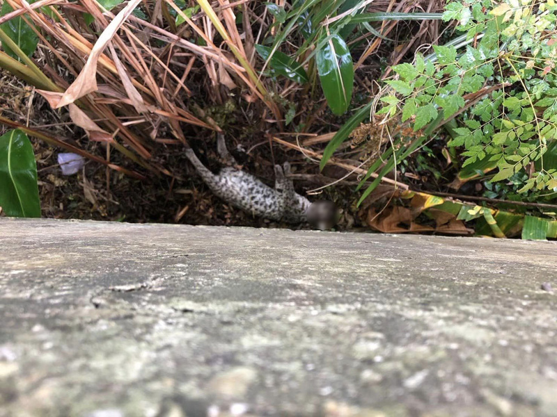 苗栗再現路殺石虎 屍體被丟到護欄外邊坡