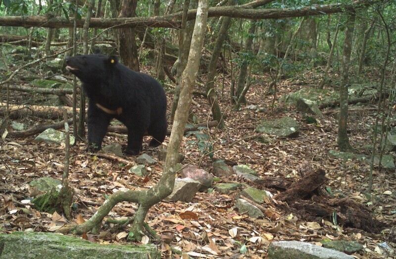 鳶嘴稍來山步道黑熊出沒 提醒登山者注意