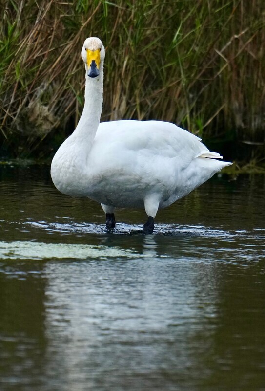 芬蘭國鳥黃嘴天鵝再訪苗栗通霄 鳥友驚喜紀錄