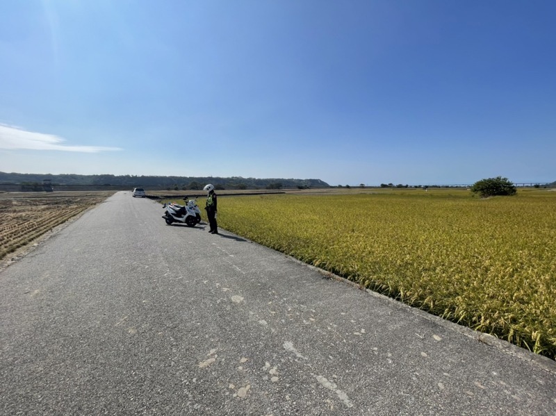 台中外埔忘憂谷金黃稻浪吸人潮 警加強違停取締