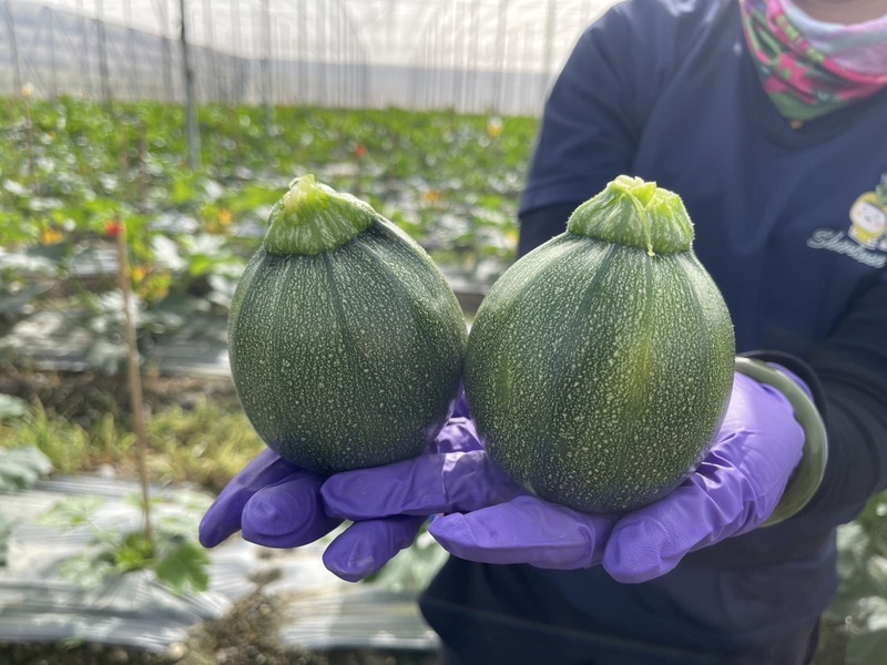 台東青農成功栽種圓櫛瓜 外形像小南瓜受市場歡迎