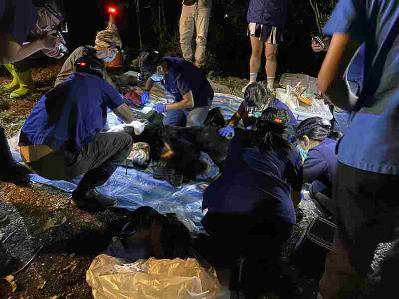 誤闖花蓮林道工寮 黑熊老邁飢餓誤食農藥亡