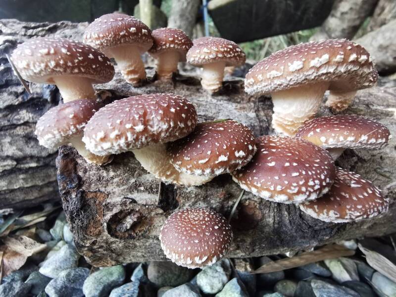 斜槓人生好機會 林業保育署免費段木香菇栽培課