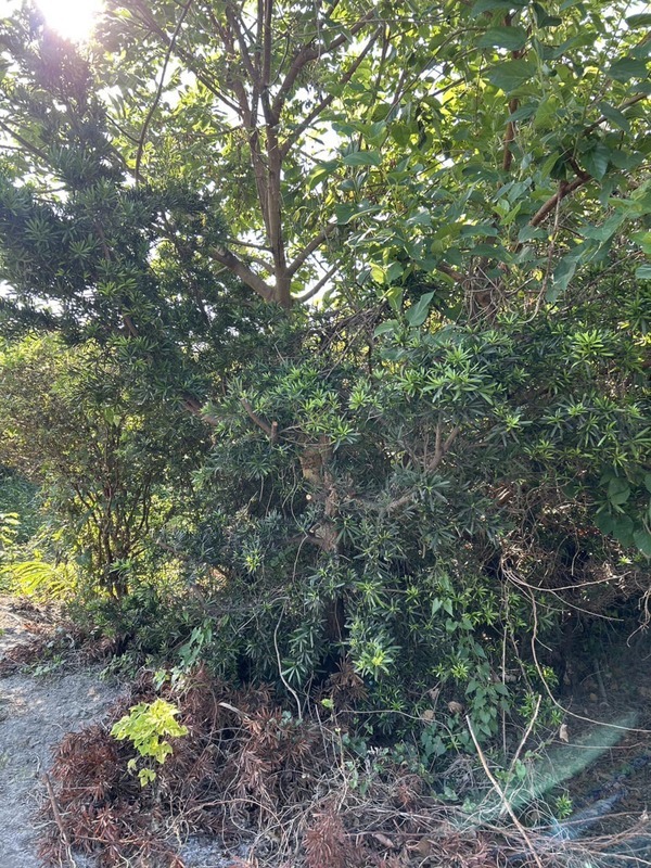 地主賣地 彰化福興鄉1千多棵樹12/10前開放免費挖