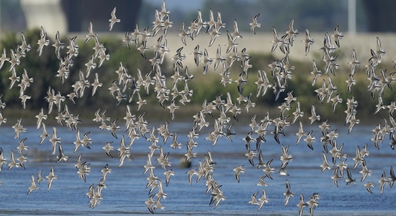 黑腹濱鷸現身台南將軍濕地 匯流成壯觀「鳥河」