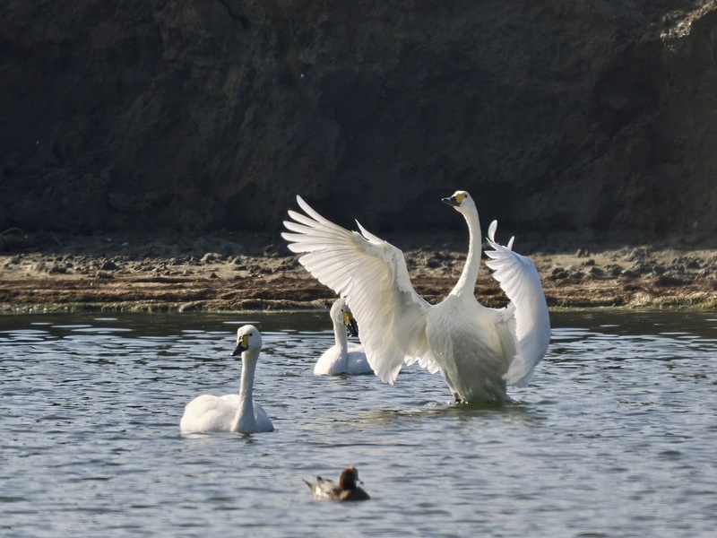 台灣稀有冬候鳥現蹤 小天鵝台南七股魚塭覓食