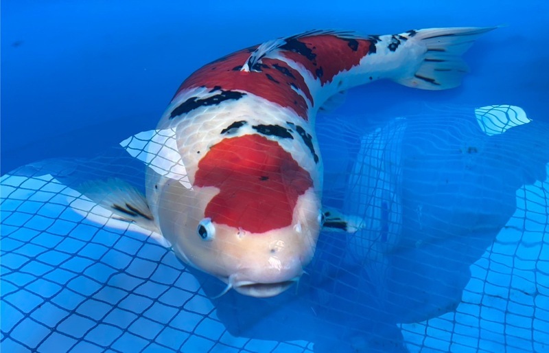 錦鯉文化節在竹縣 大正三色85超奪冠身價逾400萬