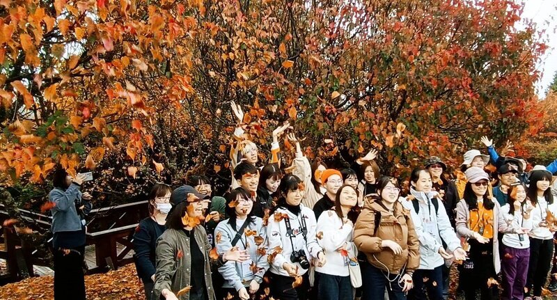 阿里山楓紅限定解說 遊客享受山林療癒旅程