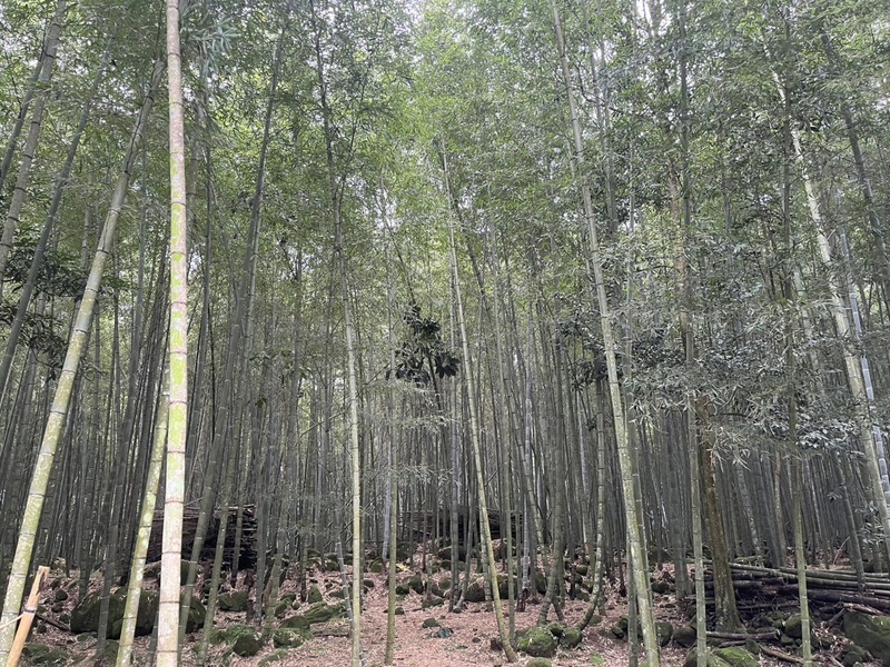 竹林固碳量高 南投縣府尋求企業資源支持竹農契作