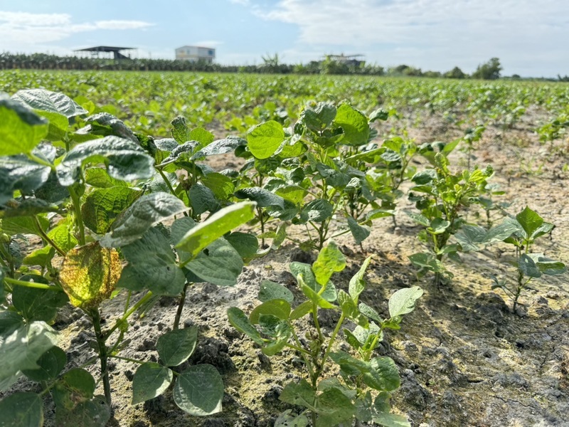 小犬颱風雨害遲發農損 高雄紅豆即起救助申報