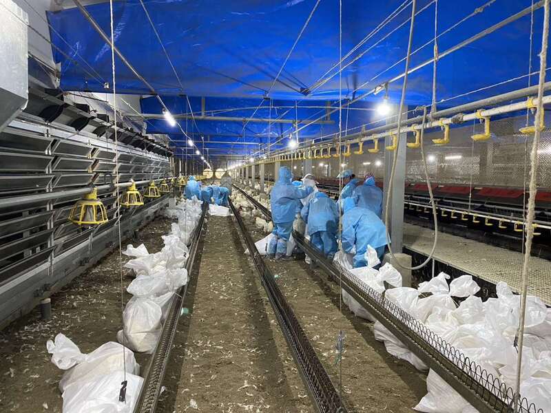 雲林斗六1雞場確診禽流感 撲殺逾2萬隻種雞
