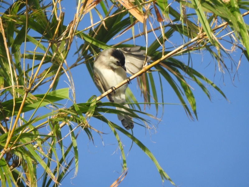 花蓮豐濱生態友善 食蛇龜等瀕危保育動物重回田區
