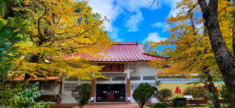 冬季限定美景 阿里山慈雲寺銀杏9成轉黃