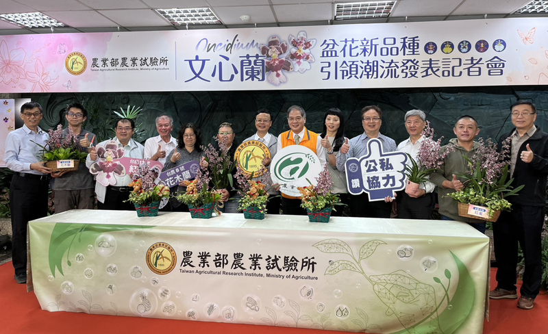 文心蘭拓盆花商機 帶香味花木蘭、紅雀搶市登場