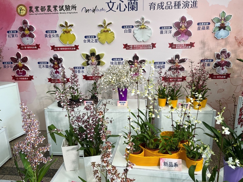 拓展文心蘭外銷商機 盆花苗帶介質啟動輸歐美測試