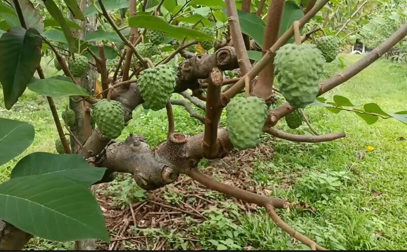 釋迦品管破功中國驗出害蟲 台東地區農會停權10天