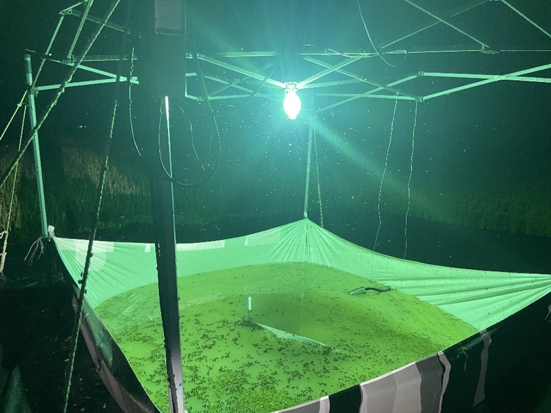 關山有機米田夜間燈光誘引除蟲害 太陽能自產電