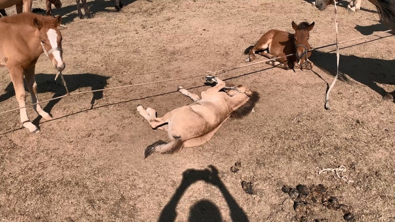 許哲瑜錄像展 映照普氏野馬如「楚門」