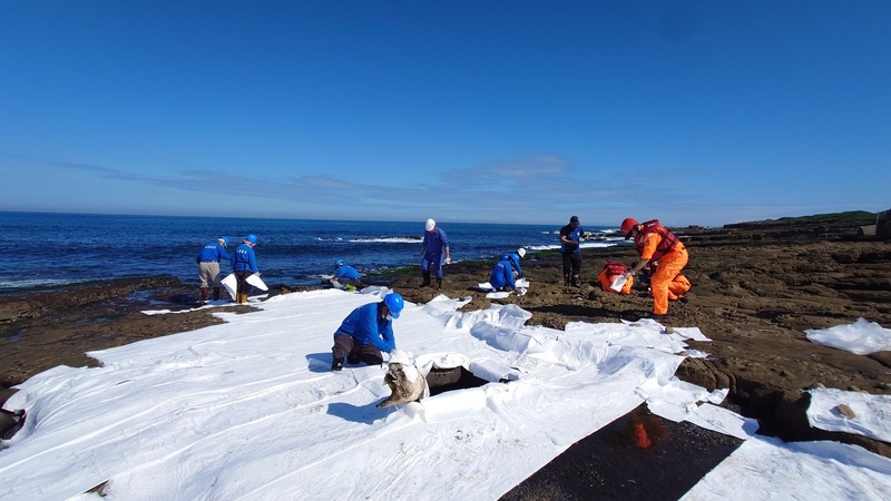 海岸油污 新北環保局：動員人力清理大致完成