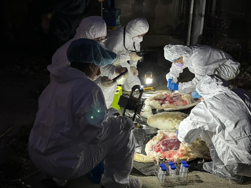 嘉縣大林種鵝場爆禽流感 撲殺1.2萬隻