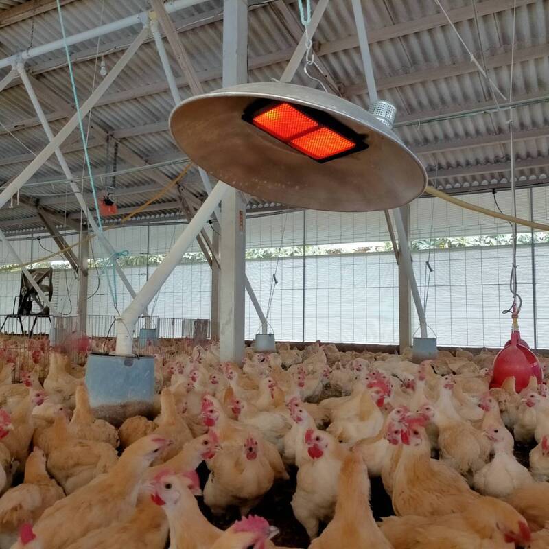 寒流來襲 南市府籲農漁畜嚴防寒害減少損失