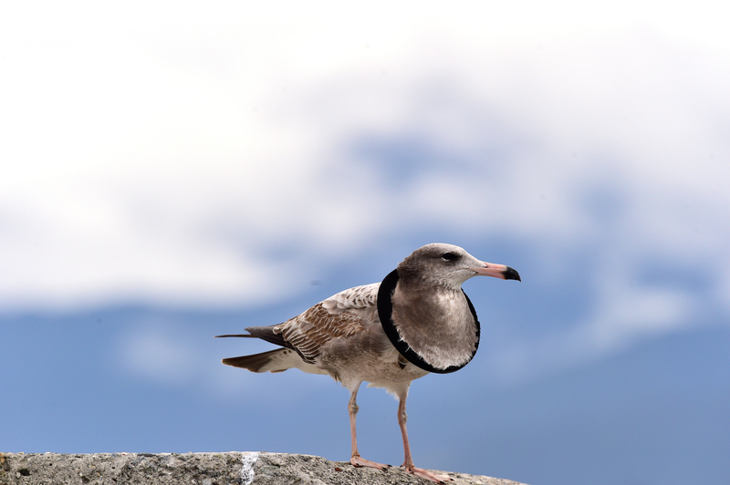 黑尾鷗脖套橡皮圈 釣客心疼宛如戴頭銬
