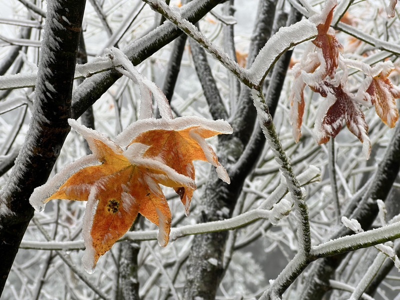 寒流來襲思源埡口零下低溫 出現霧淞美景