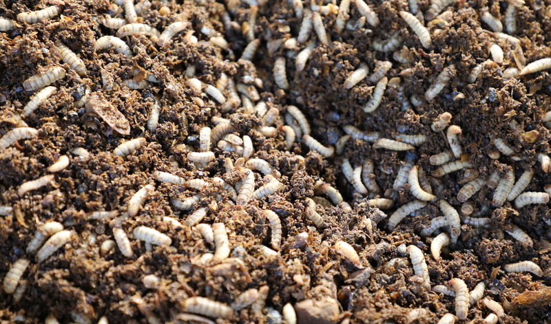 嘉義梅山清潔隊養黑水虻 每天去化200公斤廚餘