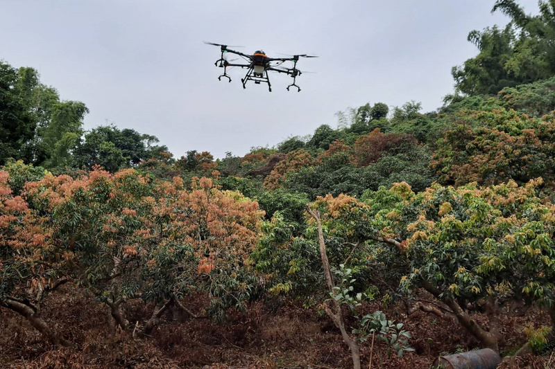 防越冬荔枝椿象成蟲 台南首創無人機施用化學藥劑