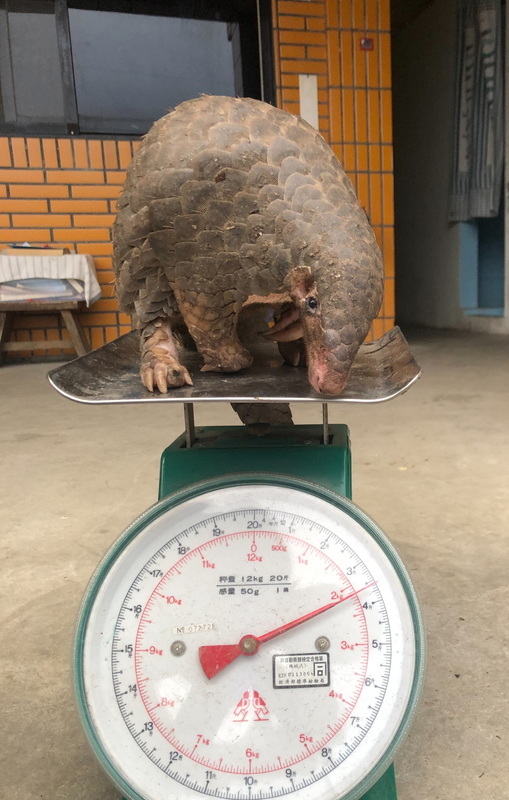 疑天冷被燈光吸引 保育類穿山甲現身阿里山民宅