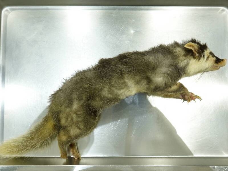 苗栗縣南庄鄉首次檢出鼬獾狂犬病 無人員被咬傷