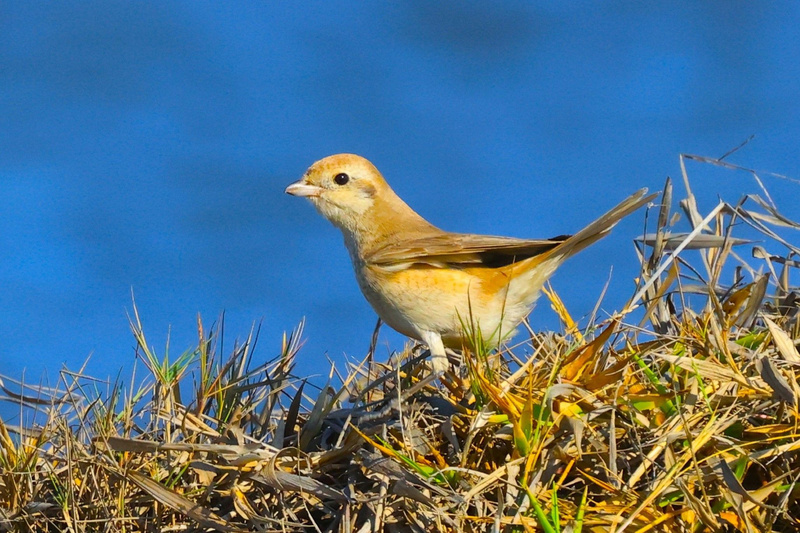 台灣本島首見荒漠伯勞 台南將軍現蹤鳥友搶拍