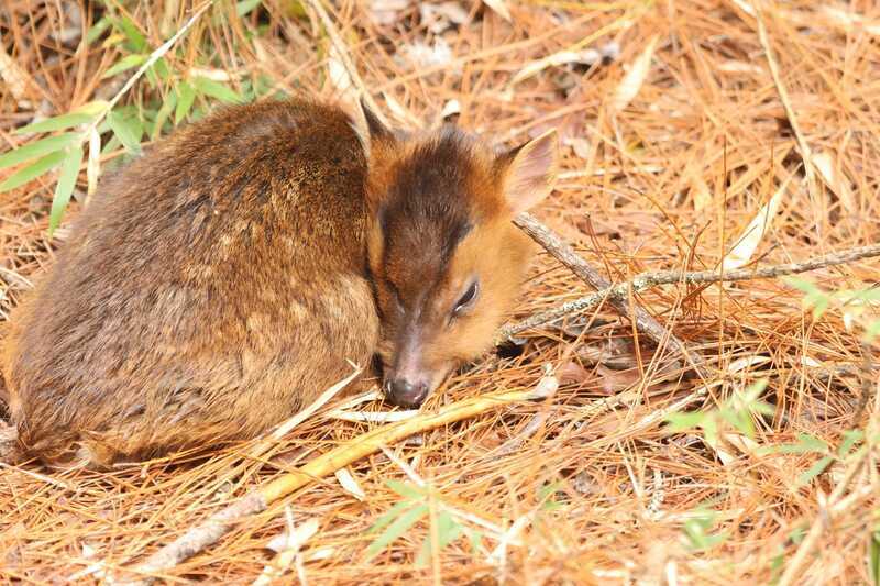 小山羌與媽媽失散 跨年夜撐不過玉山低溫凍死