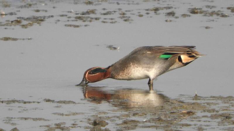 消失約30年 雁鴨重回高雄澄清湖讓鳥友振奮