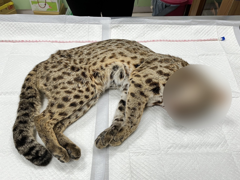 苗栗市文發路石虎遭路殺 農業處：離市區很近