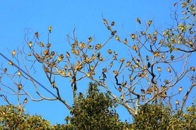 金翅雀現身苗縣銅鑼農田 愛鳥攝友搶拍大飽眼福