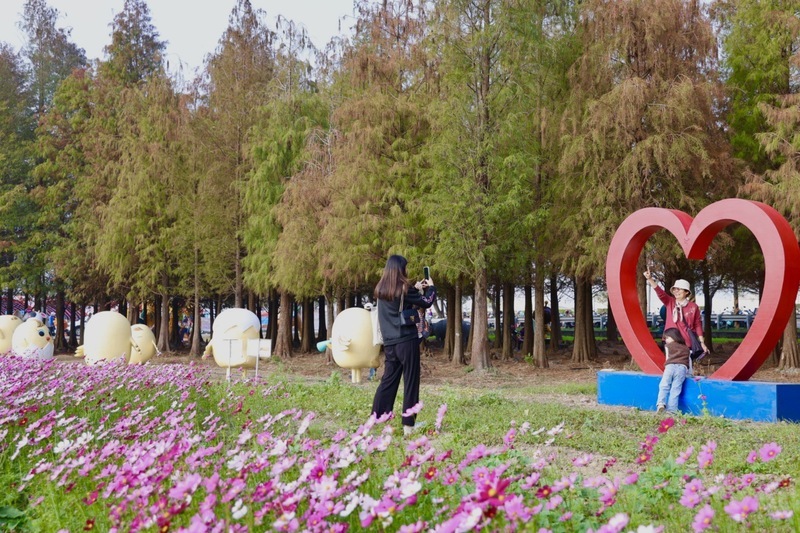 台南六甲落羽松轉紅 繽紛開幕賞美景